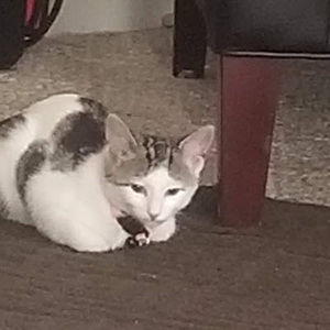 Meet your Posher, Aaliyah